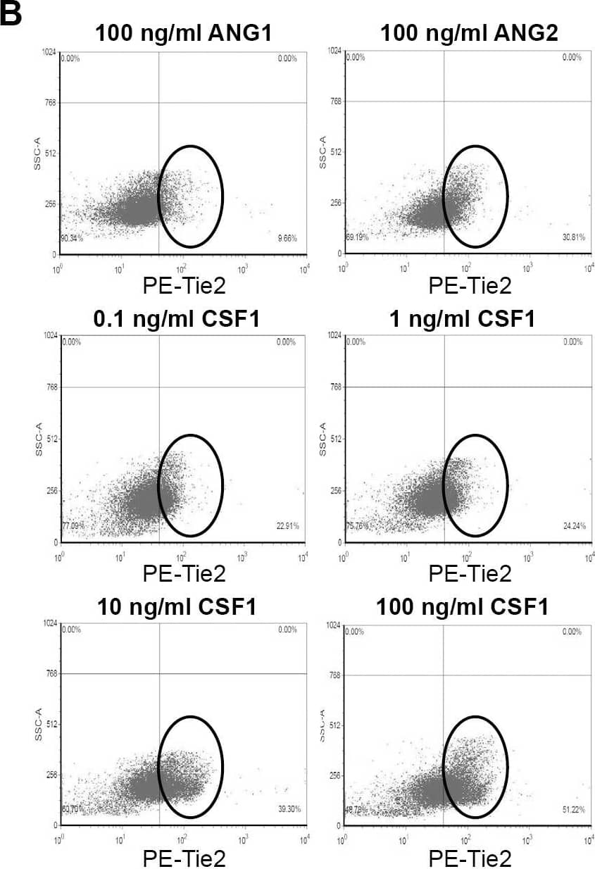 CSF1 up-regulates Tie2 receptor on CD14+ human monocytes.(A) CD14+ monocytes were isolated from whole blood using CD14+ microbeads. Cells were fixed and immunostained using anti-human Tie2 receptor antibody or isotype control antibody immediately following isolation (Freshly isolated) or after treated without (-CSF1) or with rhCSF1 (100 ng/ml) (+CSF1) for 24 hours. N = 10 per group and results represent the mean ± SEM of Tie2-positivity. (B) CD14+ monocytes treated with rhANG1 (100 ng/ml), rhANG2 (100 ng/ml) or a dose-response of rhCSF1 (0, 0.1, 1, 10, 100 ng/ml). ANG2 up-regulated Tie2 expression compared to ANG1 and CSF1 induces a dose-escalation of Tie2 on CD14+ monocytes. N = 10 per group and results represent the mean ± SEM of Tie2-positivity. (C) CD14+ monocytes were left untreated (Utx) or treated with rhANG2 (100 ng/ml) (ANG2), rhCSF1 (100 ng/ml) (CSF1), CSF1R neutralizing antibody alone, or pre-treated with the CSF1R Nab for 30 minutes prior to stimulation with rhCSF1 (100 ng/ml) (CSF1R NAb+CSF1) for 24 hours. ANG2- and CSF1-treatment significantly increased Tie2 expression while the CSF1R NAb abrogated this effect. N = 8 per group and results represent the mean ± SEM of Tie2-positivity by flow cytometry. (D) CD14+ monocytes were left untreated (Untreated), pre-treated with CSF1R NAb (40 µg or 80 µg) for 30 minutes then treated with rhCSF1 (100 ng/ml) (CSF1R NAb+CSF1), or with rhCSF1 (100 ng/ml) alone (CSF1) for 10 minutes. Western blot analysis indicates that the CSF1R NAb was effective at reducing Akt1 phosphorylation. Image collected and cropped by CiteAb from the following publication (//pubmed.ncbi.nlm.nih.gov/24892425), licensed under a CC-BY license. Not internally tested by R&D Systems.