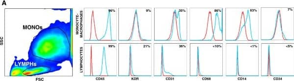 Phenotypic characterization of cultured PACs. A) PACs were characterized for surface marker expression by flow cytometry. In the side scatted (SSC) versus forward scatter (FSC) morphologic plot, lymphocytic cells (LYMPHs) and monocyte-macrophages (MONOs) were identified and gated separately. Histograms reporting the expression of relevant leukocyte (CD45, CD14, CD68) and endothelial markers (CD31, KDR, CD34) are shown, together with mean percent expression from 3 replicates. The red line indicates negative control, while the blue line indicates the stained condition. B) Cells in the PACs culture were stained with the endothelial markers acLDL and Ulex Lectin. The fraction of cells that were positive for both markers were compared in cultures obtained from T2D or healthy control cells. *p < 0.05 T2D vs Ctrl. Image collected and cropped by CiteAb from the following publication (//pubmed.ncbi.nlm.nih.gov/24886621), licensed under a CC-BY license. Not internally tested by R&D Systems.