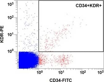 Flow cytometry-derived EPC definitions.(A) Cells isolated from whole blood by density gradient separation were gated by forward and side scatter to select mononuclear cells by excluding erythrocytes, granulocytes and cell debris. (B) The mononuclear-gated cells that stained positive for CD34-FITC were analyzed for the presence or absence of CD45-PC5. (C) Mononuclear cells were also analyzed for co-staining of CD34-FITC and KDR-PE. MNC, mononuclear cell; CD34-FITC, fluorescein isothiocyanate-conjugated CD34; CD45-PC5, phycoerythrin-Cy5-conjugated CD45; KDR-PE, phycoerythrin-conjugated KDR. Image collected and cropped by CiteAb from the following publication (//pubmed.ncbi.nlm.nih.gov/24736282), licensed under a CC-BY license. Not internally tested by R&D Systems.