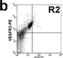 Circulating EPC number in healthy controls and diabetes. a and b: Circulating EPC numbers were determined by flow cytometry for the co-expression of CD34 and VEGFR2 (b). Peripheral blood MNCs incubated with IgG isotype control (a) serve as a negative control to determine the intrinsic fluorescent intensity of the peripheral blood MNCs and to define positive area R2. c: Absolute number of circulating EPCs in healthy controls and diabetes as determined by the co-expression of CD34 and VEGFR2. d: Absolute number of circulating EPCs in healthy controls, diabetes with good and poor glycemic control as determined by the co-expression of CD34 and VEGFR2. e: Correlation between the circulating EPC numbers and FBS, f: Correlation between the circulating EPC numbers and HbA1C, g: Absolute number of circulating CD34+/VEGFR2- cells in healthy controls and diabetes. Data are presented as means ± SEM. Image collected and cropped by CiteAb from the following publication (//bmcendocrdisord.biomedcentral.com/articles/10.1186/1472-6823-10-5), licensed under a CC-BY license. Not internally tested by R&D Systems.