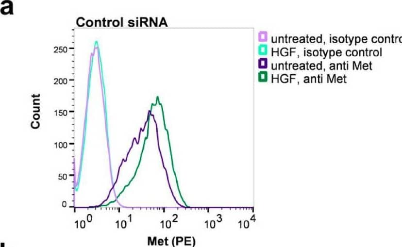 Increased PD-L1 concentration on the cell surface is mesenchymal–epithelial transition (Met)-receptor-dependent. Detroit 562 cells were transfected with two different siRNA constructs specific for the Met receptor (Met siRNA I and II) or a control siRNA. Forty-eight hours after transfection, cells were treated with 50 ng/mL HGF or remained untreated. Cells were subjected to flow cytometry after an additional 48 h using a phycoerythrin (PE)-conjugated Met specific antibody in (a–c), an allophycocyanin (APC)-conjugated PD-L1 specific antibody in (d–f) or the corresponding isotype controls (light-colored curves). Panels (a,b,d,e) show histograms of cells transfected with the indicated siRNAs, (c) and (f) are the median fluorescence of the corresponding histograms shown in (a,b,d,e) (isotype controls subtracted). One typical result out of six experiments is shown. Image collected and cropped by CiteAb from the following open publication (//pubmed.ncbi.nlm.nih.gov/33233528), licensed under a CC-BY license. Not internally tested by R&D Systems.