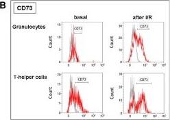Changes of total leukocytes, CD73+/CD39+ cells and CD73/CD39 surface density after I/R.A: Representative flow cytometry plots of digested hearts under basal conditions compared to 3 days after I/R. B: Representative flow cytometry histograms of CD73 expression (red) under basal conditions compared to 3 days after I/R. Grey histograms = fluorescence minus one control (FMO). C: Representative flow cytometry histograms of CD39 expression (blue). Grey histograms = fluorescence minus one control (FMO). D: Increase of leukocyte populations within myocardial tissue after I/R. * P<0.05 for cells/mg heart tissue under basal conditions vs. I/R. CTC = cytotoxic t-cells, THC = T-helper cells, Treg = regulatory t-cells, BC = B-cells, NKC = NK cells, Gr = Granulocytes, Mo = Monocytes, APC = Antigen-presenting cells. E: Changes of CD73+/CD39+ cells per leukocyte population after I/R. F: Changes of CD73/CD39 surface density on CD73+/CD39+ leukocytes after I/R. Analysis was done 3 days after I/R. Values are means ± SD of n = 5 experiments. n.d. = not detectable. Image collected and cropped by CiteAb from the following open publication (//pubmed.ncbi.nlm.nih.gov/22514659), licensed under a CC-BY license. Not internally tested by R&D Systems.