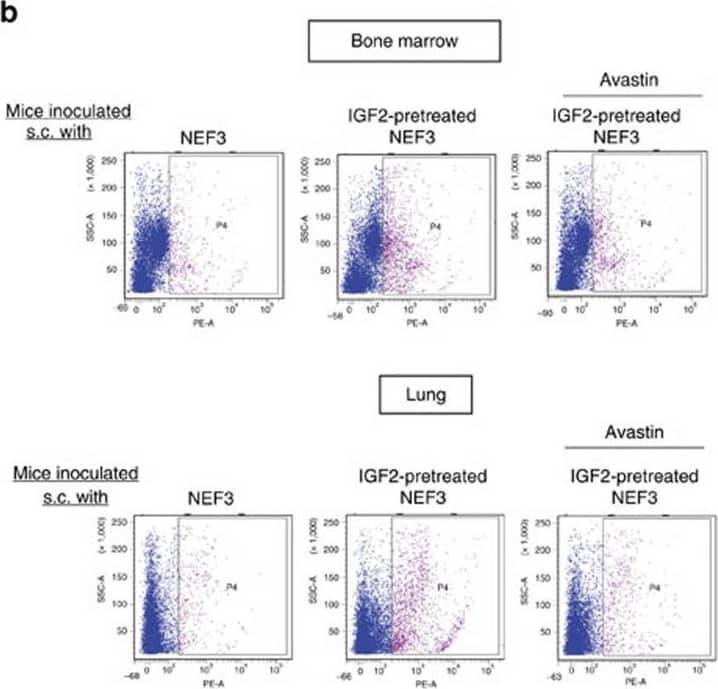 Fibroblast-derived VEGF enriches VEGFR1+ cells bone marrow and pre-metastatic sites.(a) Immunohistochemical expression of mouse VEGF in the tumour xenografts established with KYSE150-Id1, KYSE150-Id1-shIGF2 or vector control cells (scale bar, 20 μm). (b) Flow cytometry data showing the expression of VEGFR1+ cells in bone marrow (upper panel) and lungs (lower panel) of mice with subcutaneous implantation of indicated fibroblasts and treatment (female 6–8-week-old nude mice, n=3 per group). (c,d) Flow cytometry analysis of VEGFR1+ cells (c) and comparison of tumour volume (d) of subcutaneous tumour xenografts established from co-implantation of KYSE150 cells and indicated NEFs in the presence or absence of Avastin treatment. Photographs show representative tumours of the three groups (female 6–8-week-old nude mice, n=6 per group; scale bar, 1 cm). Bars, s.d.; *P<0.05; **P<0.01; ***P<0.001 by Student's t-test. Image collected and cropped by CiteAb from the following publication (//www.nature.com/articles/ncomms14399), licensed under a CC-BY license. Not internally tested by R&D Systems.