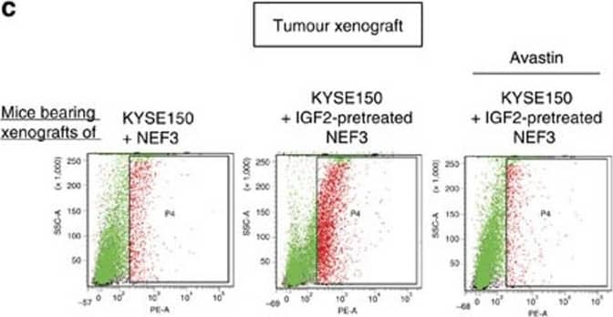 Fibroblast-derived VEGF enriches VEGFR1+ cells bone marrow and pre-metastatic sites.(a) Immunohistochemical expression of mouse VEGF in the tumour xenografts established with KYSE150-Id1, KYSE150-Id1-shIGF2 or vector control cells (scale bar, 20 μm). (b) Flow cytometry data showing the expression of VEGFR1+ cells in bone marrow (upper panel) and lungs (lower panel) of mice with subcutaneous implantation of indicated fibroblasts and treatment (female 6–8-week-old nude mice, n=3 per group). (c,d) Flow cytometry analysis of VEGFR1+ cells (c) and comparison of tumour volume (d) of subcutaneous tumour xenografts established from co-implantation of KYSE150 cells and indicated NEFs in the presence or absence of Avastin treatment. Photographs show representative tumours of the three groups (female 6–8-week-old nude mice, n=6 per group; scale bar, 1 cm). Bars, s.d.; *P<0.05; **P<0.01; ***P<0.001 by Student's t-test. Image collected and cropped by CiteAb from the following publication (//www.nature.com/articles/ncomms14399), licensed under a CC-BY license. Not internally tested by R&D Systems.