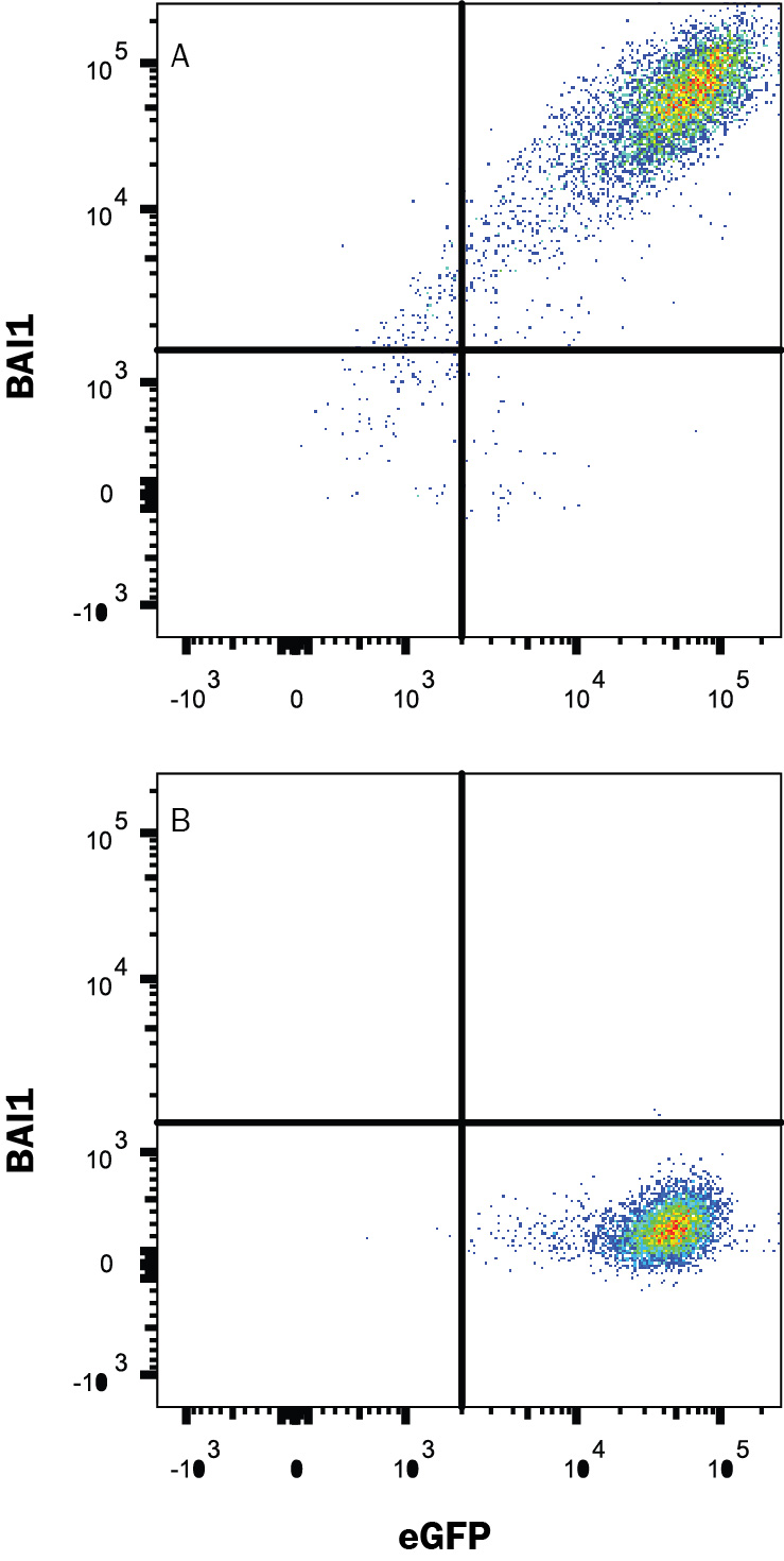 HEK293 human embryonic kidney cell line transfected with (A) human BAI1 or (B) irrelevant protein, and eGFP was stained with Mouse Anti-Human BAI1 PE-conjugated Monoclonal Antibody (Catalog # FAB49691P). Quadrant markers were set based on Mouse IgG1 isotype control antibody staining (IC002P, data not shown). Staining was performed using our Staining Membrane-associated Proteins protocol. 