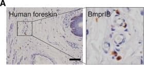 Characterization of BmprIB+ dermal cells. (A): Immunohistochemical staining of BmprIB in human foreskin. (B): Percentage evaluation of BmprIB expression in freshly isolated human dermal cells by flow cytometry. Histograms of BmprIB expression (left; 3.5% ± 0.4%) and isotype control (right). (C): Cell morphology under phase‐contrast microscopy. (D): The proliferative potential was assessed with the Alamar Blue assay in usDCs and BmprIB+ cells. Cell numbers were quantified by the absorbance wavelength at 570 nm using a spectrophotometer at 24, 48, 72, and 96 hours. Data represented the mean of three individuals and each of them was the mean of triplicate experiments. The osteogenic potential of BmprIB+ cells was demonstrated by ALP staining (E) and ARS staining (F). (G): The mRNA expression levels of ALP (at day 7) and OCN, OPN, and BSP (at day 21) were analyzed by real‐time polymerase chain reaction after osteogenic induction. Data represent the mean ± SD (n = 3). ∗, p <.05 indicates statistical significance. Scale bars = 50 µm. Abbreviations: ALP, alkaline phosphatase; ARS, alizarin red S stain; BmprIB, bone morphogenetic protein receptor type IB; usDC, unsorted dermal cell. Image collected and cropped by CiteAb from the following open publication (//pubmed.ncbi.nlm.nih.gov/28170187), licensed under a CC-BY license. Not internally tested by R&D Systems.