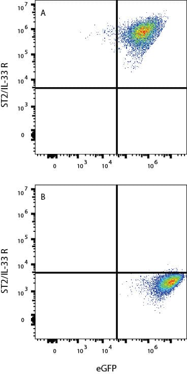 HEK293 cells transfected with Human ST-2 and eGFP (A) vs irrelevant (B) were stained with eGFP and Rabbit Anti-Human ST2/IL-33R PE‑conjugated Monoclonal Antibody (Catalog # FAB5232P). View our protocol for Staining Membrane-associated Proteins. 