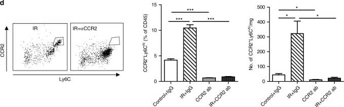 Depletion of CCR2 cells enhances tumor radiosensitivity. a Scheme of treatment. b Treated tumor was measured every 3-4 days for 33 days starting from the day of radiation (n = 10). c Percentage of mice still bearing tumor at the end of the treatments (n = 10), P < 0.05. d Flow cytometry profile of CCR2+Ly6Chi in tumors 3 days post the start of treatments. Left, representative flow graph, gated on CD45+CD11b+cells; Middle, percentage of CD45+; Right, absolute number of cells (n = 4). NS, non-significant.*P < 0.05; **P < 0.01; ***P < 0.001. Each experiment was repeated 3 times. Data are presented as mean ± s.e.m Image collected and cropped by CiteAb from the following publication (//pubmed.ncbi.nlm.nih.gov/29170400), licensed under a CC-BY license. Not internally tested by R&D Systems.