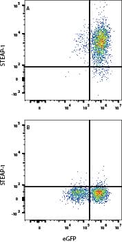 HEK293 cells transfected with Human STEAP-1 and eGFP (A) vs irrelevant cells (B) were stained with Rabbit Anti-Human STEAP1 APC-conjugated MonoclonalAntibody (Catalog # FAB55871A). View our protocol for Staining Membrane-associated Proteins. 