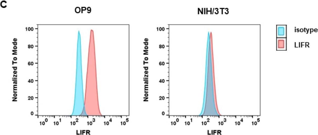 OP9 and NIH/3T3 cells show differential levels of OSMR and LIFR. (A) OP9 and NIH/3T3 cells were examined for LIFR and OSMR expression. BaF3 cells were used as a negative control. Protein molecular weight is labeled in kDa. Relative protein quantities are marked in red. (B) Microarray analysis of OP9 and NIH/3T3 cells showing Osmr and Lifr expression. The p-values were calculated by Transcriptome Analysis Console software. *** p < 0.001. ns = not significant. (C) OP9 and NIH/3T3 cells were analyzed for LIFR surface expression using FACS. (D) OP9 and NIH/3T3 cells were examined for expression of LIFR and OSMR in relation to different incubation periods with 10 ng/mL mOSM. Protein molecular weight is labeled in kDa. (E) OP9 and NIH/3T3 cells were examined for LIFR surface expression in relation to different incubation periods with 10 ng/mL mOSM. p-Values were calculated using one-way ANOVA and Bonferroni post-test. * p <0.05 and *** p < 0.001. ns = not significant. Image collected and cropped by CiteAb from the following open publication (//pubmed.ncbi.nlm.nih.gov/34769079), licensed under a CC-BY license. Not internally tested by R&D Systems.