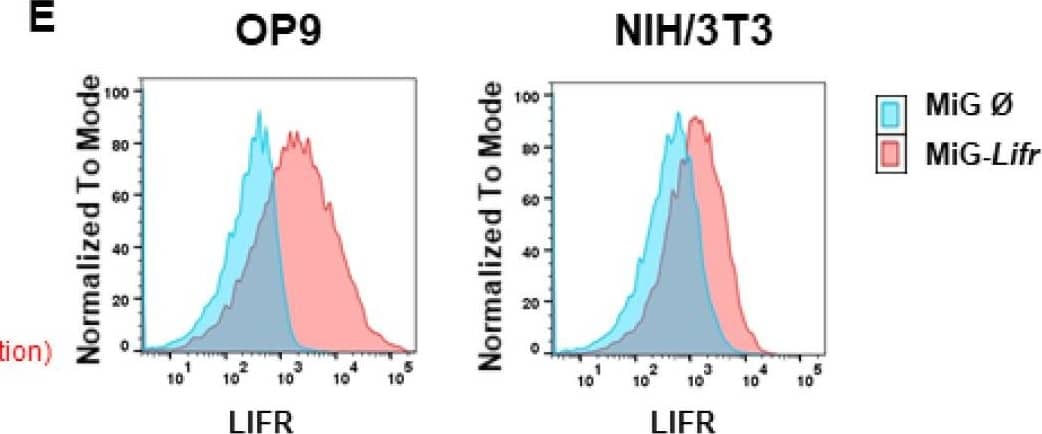 OSMR downregulation attenuates OSM effects on proliferation. (A,B) Immunoblot quantifying the shRNA-induced knockdown of Osmr (n = 4) and Lifr (n = 5) in (A) OP9 and (B) NIH/3T3 cells. The shRNAs Osmr 5 and Lifr 1 were used in subsequent experiments. Protein molecular weight is labeled in kDa. Relative protein quantities are indicated in red. (C) Relative quantification of S phase of OP9 and NIH/3T3 cells carrying a knockdown for either Osmr, Lifr, or a Renilla control in presence or absence of 10 ng/mL mOSM. Cell cycle analysis was performed as described before. One-way ANOVA and Bonferroni post-test. *** p < 0.001. ns = not significant. (D) Immunoblot quantifying the LIFR overexpression in OP9 and NIH/3T3 cells. Protein molecular weight is labeled in kDa. Relative protein quantities are indicated in red. (E) Lifr overexpressing OP9 and NIH/3T3 cells were examined for LIFR surface expression compared to cells carrying the mock control. (F) Relative quantification of S phase of OP9 and NIH/3T3 cells transduced with Lifr or empty vector (MiG). Cell cycle analysis was performed as described before. One-way ANOVA and Bonferroni post-test. * p < 0.05, ** p < 0.01, and *** p < 0.001. Image collected and cropped by CiteAb from the following open publication (//pubmed.ncbi.nlm.nih.gov/34769079), licensed under a CC-BY license. Not internally tested by R&D Systems.