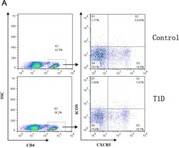 The percentages of CD4+CXCR5+ICOS5+ T cells in peripheral blood of patients with T1D.Peripheral blood mononuclear cells (PMBCs) from T1D patients (n = 54) and healthy controls (n = 31) were stained with labelled antibodies as described in Methods. A. Representative dot plots of CD4+CXCR5+ICOS5+ T cells in different groups of samples. Values in the upper right quadrant correspond to the percentages of CD4+CXCR5+ICOS5+ T cells. At least about 50,000 events were analyzed for each sample. B. CD4+CXCR5+ICOS5+ T cells were compared between T1D patients and healthy controls. Each data point represents an individual subject. The bars indicate the mean values. Student's unpaired t test was performed. ***, P<0.001. Image collected and cropped by CiteAb from the following publication (//pubmed.ncbi.nlm.nih.gov/24278195), licensed under a CC-BY license. Not internally tested by R&D Systems.