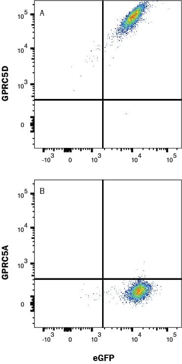 HEK293 cells transfected with Human GPRC5D and eGFP (A) vs HEK293 cells transfected with Human GPRC5A and eGFP (B) were stained with Mouse Anti-Human GPRC5D PE‑conjugated Monoclonal Antibody (Catalog # FAB63001P). View our protocol for Staining Membrane-associated Proteins. 