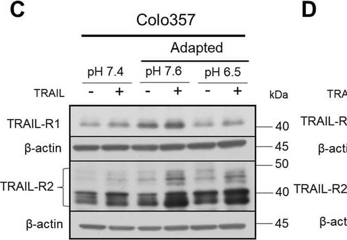 pHe influences the expression of TRAIL death receptors. (A,B) PDAC cells were grown for 24 h, then stained with APC-conjugated anti-TRAIL-Rs antibodies to measure their cell surface expression by flow cytometry. (C,D) PDAC cells were grown for 24 h, then either not treated (−) or treated (+) with 200 ng/ml TRAIL for 24 h, lysed, and subjected to western blot analyses for TRAIL-R1 and TRAIL-R2. Blots are representative and (E,F) show densitometric quantification normalized to loading control and the respective level of untreated cells cultured under pHe 7.4 conditions. Data are shown as mean with S.E.M error bars, of at least three independent experiments per cell line. **<0.01, ***<0.001, and ****<0.0001: significant difference between untreated and treated cells using two-way ANOVA with Sidak’s multiple-comparison test or between pHe conditions using two-way ANOVA with Tukey’s multiple-comparison test. Image collected and cropped by CiteAb from the following open publication (//pubmed.ncbi.nlm.nih.gov/35281089), licensed under a CC-BY license. Not internally tested by R&D Systems.
