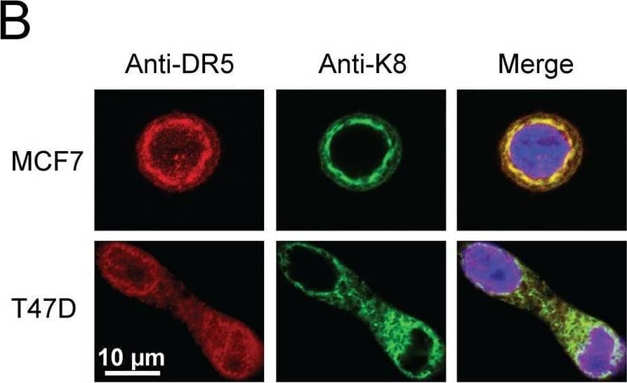 K8/K18 physically interacts with DR5(A) Cell lysates from MCF7 and T47D cell lines were subjected to immunoprecipitation (IP) with an anti-K8/K18 antibody immobilized to protein A-agarose (lane 2 and 4) or with protein A-agarose alone (lane 1 and 3). IP samples were immunoblotted for DR5. (B) Cells were fixed, permeabilized, stained with anti-DR5 antibody (red) and anti-keratin 8 antibody (green), and analyzed by confocal microscopy. All images were acquired using a 40x objective lens. (C) MCF7 cells were transfected with control siRNA or siRNA against KRT8 for 72 hr. The resultant cells were fixed, permeabilized, and stained with anti-DR5 antibody (red), DAPI (nuclei, blue), and fluorescent phalloidin 488 for actin visualization (green). All images were acquired using a 40x objective lens. (D-F) Flow cytometry analysis of cells transfected with control siRNA or siRNA against KRT8. The resultant cells were harvested using a non-enzymatic cell dissociation solution. The cell samples were incubated with PE conjugated anti-DR5 antibody (IgG2b) or its corresponding IgG2b isotype as a control. (D) Shown are representative histograms of unstained cells (black dashed line), cells stained with the isotype control (red fill), and cells stained with PE-anti-DR5 antibody (blue outline with no fill). The right shift represents the presence of DR5 on the cell surface membrane. Median PE-anti-DR5 antibody fluorescence intensity for cells transfected with control siRNA and siRNA targeting keratin 8 are shown after subtraction of isotype control median fluorescence intensity in two independent experiments for T47D cells (E) and MCF7 cells (F). Image collected and cropped by CiteAb from the following open publication (//pubmed.ncbi.nlm.nih.gov/29796187), licensed under a CC-BY license. Not internally tested by R&D Systems.