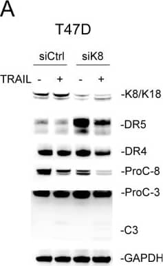 Knockdown of K8 enhances TRAIL induced apoptosis(A-C) Cells were transfected with a control siRNA or siRNA specific to KRT8 transcript for 72 hours, followed by TRAIL stimulation (100 ng/ml [T47D and BT474] or 150 ng/ml [MCF7]) for 24 hours. The resultant cells were analyzed by immunoblotting using antibodies specific to K8/K18, DR4, DR5, caspase-3, caspase-8, and glyceraldehyde 3-phosphate dehydrogenase (GAPDH). Caspase activation was identified by decrease in pro-enzyme form (ProC-8 and ProC-3). (D-F) Cells were treated as above and analyzed by flow cytometry after staining with Annexin-V-FITC and propidium iodide (PI). Image collected and cropped by CiteAb from the following open publication (//pubmed.ncbi.nlm.nih.gov/29796187), licensed under a CC-BY license. Not internally tested by R&D Systems.