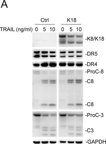 Keratin 8/18 overexpression downregulates total DR5 protein levels(A) MDA-MB-231 cells were transfected with a control plasmid or plasmid encoding human keratin 18 for 24 hours, followed by TRAIL stimulation (0, 5, 10 ng/ml) for 3 hours. The resultant cells were analyzed by immunoblotting using antibodies against K8/K18, DR5, DR4, caspase-8, caspase-3, and glyceraldehyde 3-phosphate dehydrogenase (GAPDH). Caspase activation is indicated by a decrease in pro-enzyme form (ProC-8 and ProC-3) and by the simultaneous appearance of cleaved fragments. Results are from non-adjoining lanes from the same gel. (B) Relative total DR5 and DR4 protein levels were quantified using densitometry analysis of immunoblots in A and were normalized to GAPDH loading controls. P-values were determined using a student’s t-test. Image collected and cropped by CiteAb from the following open publication (//pubmed.ncbi.nlm.nih.gov/29796187), licensed under a CC-BY license. Not internally tested by R&D Systems.