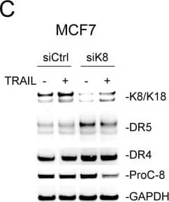 Knockdown of K8 enhances TRAIL induced apoptosis(A-C) Cells were transfected with a control siRNA or siRNA specific to KRT8 transcript for 72 hours, followed by TRAIL stimulation (100 ng/ml [T47D and BT474] or 150 ng/ml [MCF7]) for 24 hours. The resultant cells were analyzed by immunoblotting using antibodies specific to K8/K18, DR4, DR5, caspase-3, caspase-8, and glyceraldehyde 3-phosphate dehydrogenase (GAPDH). Caspase activation was identified by decrease in pro-enzyme form (ProC-8 and ProC-3). (D-F) Cells were treated as above and analyzed by flow cytometry after staining with Annexin-V-FITC and propidium iodide (PI). Image collected and cropped by CiteAb from the following open publication (//pubmed.ncbi.nlm.nih.gov/29796187), licensed under a CC-BY license. Not internally tested by R&D Systems.