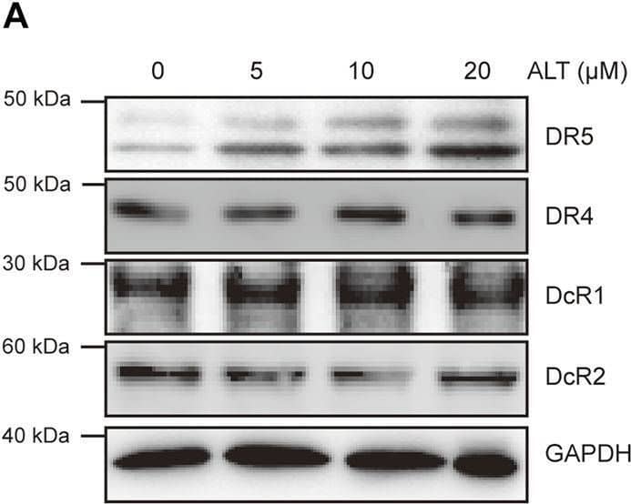 Alternol induces expression of DR5. (A) Caki-1 cells were treated with various doses of alternol (ALT) for 24 h. Total cellular extracts were then prepared and analyzed for DR4, DR5, DcR1, and DcR2 by western blot. (B) Caki-1 cells were treated with various doses of alternol (ALT) for 24 h. DR5, DR4, DcR1, and DcR2 mRNA levels were analyzed by qRT-PCR. (C) Cellular surface levels of DR5, DR4, DcR1, and DcR2 were analyzed by flow cytometry staining using PE-conjugated specific antibodies for each receptor. IgG isotype controls (gray histogram), DMSO (gray line), and alternol (red line) are presented. (D) Caki-1 cells were treated with various doses of alternol for 24 h or treated with 20 μM alternol for different times. Then, cellular lysates were analyzed with indicated antibodies. HCT116 wt and HCT116 p53−/− cells were treated with various doses of alternol for 24 h, and DR5 protein and mRNA levels were analyzed by western blot (E) and qRT-PCR (F), respectively. (G) Various types of carcinoma cells were treated with 20 μM alternol for 24 h, after which whole-cell extracts were analyzed by western blot assay. The same blots were stripped and re-incubated with actin antibody to confirm equal protein loading. Data are the mean ± SD of three independent experiments. *p < 0.05; **p < 0.01; ***p < 0.001, compared with 0 μM ALT. Image collected and cropped by CiteAb from the following open publication (//pubmed.ncbi.nlm.nih.gov/33841136), licensed under a CC-BY license. Not internally tested by R&D Systems.