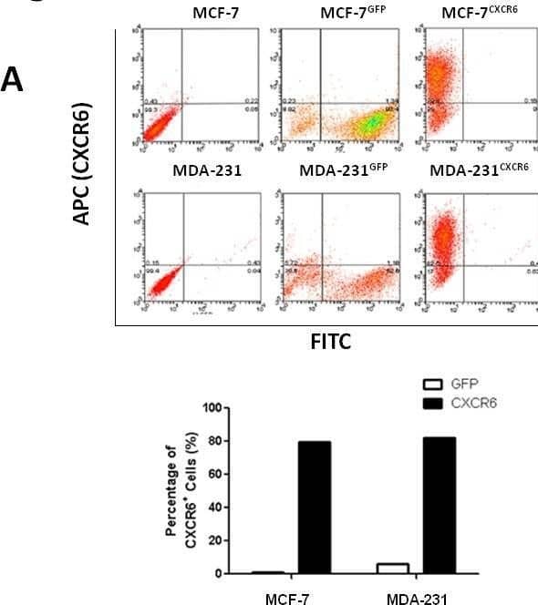 CXCR6 promotes BC cells migration and invasionA) CXCR6 was overexpressed in MCF-7 and MDA-231 BC cells by lentiviral system. CXCR6 -positive cells were then sorted by flow cytometry. Histogram displays the ratio of CXCR6 positive expression of MCF-7CXCR6, MDA-231CXCR6 and their respective control cells. B) Scratch wound healing assay shows that overexpression of CXCR6 enhanced cell migration in MDA-231 cells, but not very significant in MCF-7 cells. C) Matrigel invasion assay showed that overexpression of CXCR6 significantly enhanced cell invasion in both MCF-7 and MDA-231 cells (***P < 0.001). Experiments were performed 3 times; representative images of invaded cells are shown. Mean ± SD. D) Cytometry analysis showed CXCR6 had no effect on cell cycle. Image collected and cropped by CiteAb from the following open publication (//pubmed.ncbi.nlm.nih.gov/25909173), licensed under a CC-BY license. Not internally tested by R&D Systems.