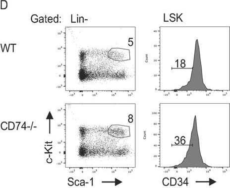 Expansion of HSPCs in the BM of CD74−/− mice.(A) BM cells derived from WT or CD74−/− were purified. Histograms show representative analysis of CD74 expression on HSPCs in WT and CD74−/− mice. n = 3. (B) Total BM cellularity per femur and tibia in WT and CD74−/− mice, Data A in S1 Data. (C–J) The percent of the different populations in WT and CD74−/−-derived BM cells. (C) Lin-; Data B in S1 Data(D) Representative FACS analysis of WT and CD74−/− HSPCs; (E) LSK; Data C in S1 Data(F) CD34-/LSK; Data D in S1 Data and (G) CD34+; Data E in S1 Data(H) CD150+CD48-LSK; Data F in S1 Data(I) CD150-CD48-/LSK; Data G in S1 Data and (J) CD150-CD48+/LSK; n = 14–18, Data H in S1 Data. (K) CFUC assay: Total BM cells from WT and CD74−/− mice were seeded at 15,000 cells/mL in semisolid cultures supplemented with cytokines and nutrients. CFU-C were counted 7 days later; n = 7, Data I in S1 Data. Bars show SEM. Unpaired two-tailed t test *p < 0.05; **p < 0.01; ***p < 0.001; ****p < 0.0001. The fcs files and gates can be found at the Flow Repository (accession number FR-FCM-Z3F2). BM, bone marrow; CFU-C, colony-forming unit cell; FACS, fluorescence-activated cell sorting; HSPC, hematopoietic stem and progenitor cell; WT, wild-type. Image collected and cropped by CiteAb from the following open publication (//pubmed.ncbi.nlm.nih.gov/33661886), licensed under a CC-BY license. Not internally tested by R&D Systems.