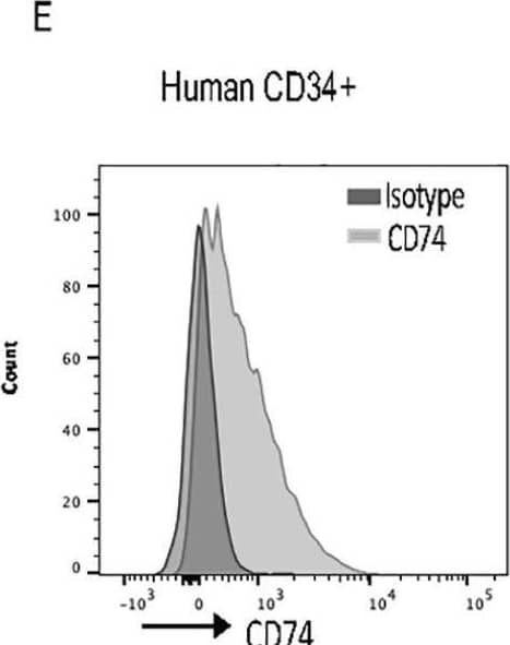 CD74 can serve as a potential target for therapy.(A, B) WT and CD74−/− BM cells were cultured alone or incubated with blocking anti-CD74 antibody (20, 50, and 100 μg/ml). After 48 h, percent LSK from live cells was analyzed by FACS; n = 4–7, Data A and B in S8 Data. (C, D) Survival curve: 5-FU (150 mg/kg and 125mg/kg) was injected to WT and CD74−/− mice once a week. Log-rank test *<0.05; n = 10 in each group, Data C and D in S8 Data. (G) Human CD34+ BM cells were stained for CD74 cell surface expression by FACS; n = 5. (H) Human BM were cultured with anti-CD74 (LN2) antibody or isotype control for 48 h, and percent of CD18 on human CD34+ cells was analyzed by FACS; n = 5, Data E in S8 Data. Bars show SEM. Unpaired two-tailed t test *p < 0.05; **p < 0.01; ***p < 0.001. The fcs files and gates can be found at the Flow Repository (accession number FR-FCM-Z3F2). 5-FU, 5-fluorouracil; BM, bone marrow; FACS, fluorescence-activated cell sorting; WT, wild-type. Image collected and cropped by CiteAb from the following open publication (//pubmed.ncbi.nlm.nih.gov/33661886), licensed under a CC-BY license. Not internally tested by R&D Systems.