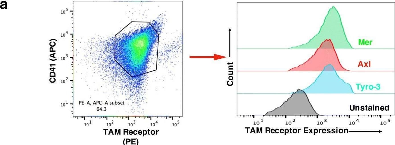 The similar expression levels of TAM receptors on the platelet surface and the decreased aggregation of Tyro3−/− and Axl−/− platelets, but not Mertk−/− platelets. The binding of anti-mouse Mertk antibody, anti-mouse Axl antibody and anti-mouse Tyro-3 antibody to resting platelets (a). Washed platelets from wild type, Tyro3−/−, Axl−/−, and Mertk−/− mice were stimulated with poly(PHG) at the indicated concentrations (b), 30 ng mL− 1 convulxin (c), 0.2 μg mL− 1 CRP (d), or 0.025 U mL− 1 Thrombin (e). Platelet aggregation over 5 min was detected by changes in light transmission. The bar graphs represent the change in percentage of light transmission. Mean ± SEM, NS = not significant, *** P < 0.001. One-way ANOVA and Dunnett’s multiple comparison test Image collected and cropped by CiteAb from the following open publication (//pubmed.ncbi.nlm.nih.gov/30541554), licensed under a CC-BY license. Not internally tested by R&D Systems.