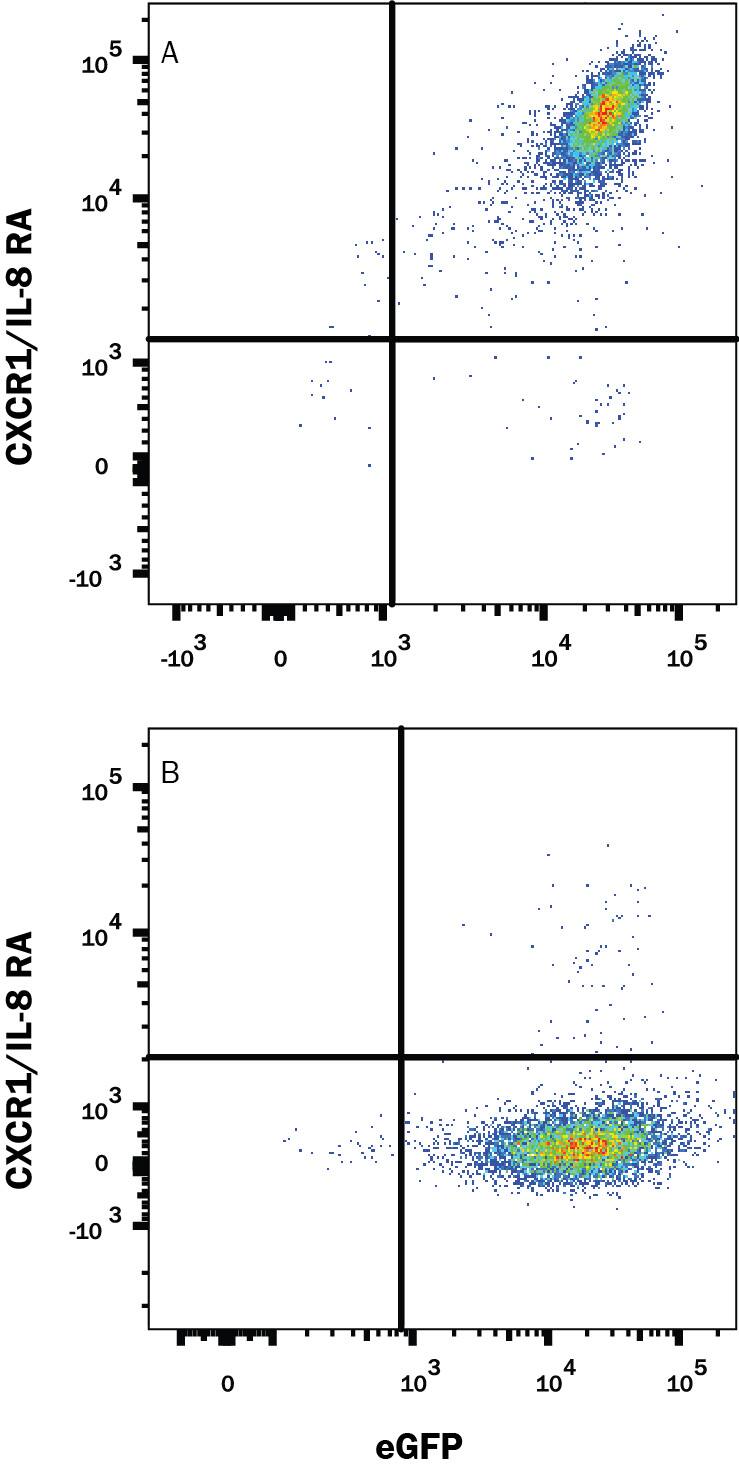 HEK293 human embryonic kidney cell line transfected with either (A) mouse CXCR1/IL-8 RA or (B) Mouse CXCR2/IL-8RB was stained with Rabbit Anti-Mouse CXCR1/IL-8 RA APC-conjugated Monoclonal Antibody (Catalog # FAB8628A). Quadrant markers were set based on control antibody staining (<a class=