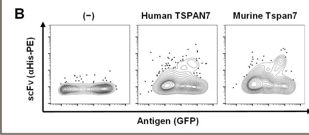 Peptide panning generated a single binder detecting a TSPAN7 peptide. (A) Screening ELISA of scFv binders generated by peptide panning. Change fold of A450-620 absorption signals of ELISA on TSPAN7 peptide and streptavidin control antigen. ScFv binder Kro68-D9 indicated with asterisk. (B) Flow cytometric staining of Kro68-D9 on TSPAN7-transfected HEK293T cells. ScFv staining with anti-His-PE antibody. TSPAN7 expression reported by GFP. Medium-control left, Kro68-D9 scFv staining on human TSPAN7 and murine TSPAN7-transfected HEK293T cells middle and right, respectively. (C) Staining of peptide binder Kro68-D9 on murine beta cell line MIN6. Binding of Kro68-D9 on MIN6 shown in blue. Binding of an unspecific control scFv in red. (D) Immunohistochemistry staining on paraffin pancreas sections. Murine and human sections left and right, respectively. First row shows isotype control antibody. Second row shows the positive control with insulin staining, respectively. Below, staining of islets with Kro68-D9 is shown. All pictures 20× magnification. Image collected and cropped by CiteAb from the following open publication (//pubmed.ncbi.nlm.nih.gov/37296574), licensed under a CC-BY license. Not internally tested by R&D Systems.