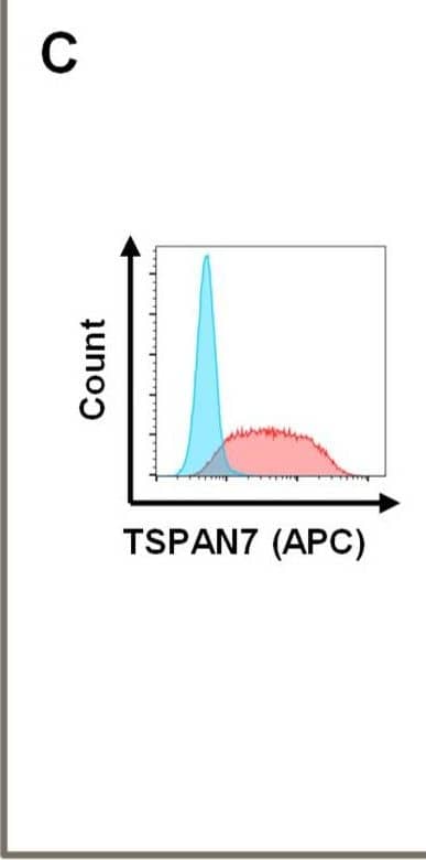 Kro68-D9 CAR can detect TSPAN7 protein and peptide but not surface-expressed TSPAN7 on cells. (A) 2nd generation CAR constructs used for cloning of scFvs. Short-hinge CAR shown left and long-hinge CAR right, respectively. (B) Schematic overview of used CAR construct—short- and long-hinge CAR, respectively. (C) TSPAN7 can be stained on the surface of transfected HEK293T cells. Anti-TSPAN7 antibody staining on untransfected (blue) and transfected cells (red). (D) CAR activation in murine hybridoma cells following stimulation by target. NFAT activation is reported by GFP and anti-Fab antibody was used for CAR staining. Activation patterns are shown for short-hinge (above) and long-hinge (below) CARs. CARs were tested with TSPAN7 peptide used for panning, TSPAN7 protein, medium (control), HEK293T transfected with human TSPAN7 and untransfected HEK293T (control). Image collected and cropped by CiteAb from the following open publication (//pubmed.ncbi.nlm.nih.gov/37296574), licensed under a CC-BY license. Not internally tested by R&D Systems.