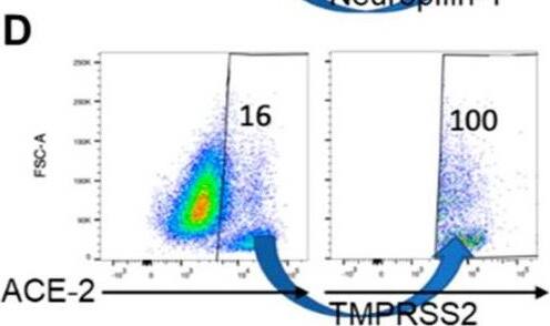 (A) Expression of ACE-2, TMPRSS2, and Neuropilin-1 expression on Astrocytes; ACE-2 and Neuropilin-1 on Perocytes and ACE-2, TMPRSS2, and Neuropilin-1 on Vero cells; (B) TMPRSS-2 and Neuropilin-1 co-expressing cells in ACE-2 positive astrocytes; (C) Neuropilin-1 co-expressing cells in ACE-2 positive pericytes and (D) TMPRSS-2 co-expressing cells in ACE-2 positive Vero cells. Image collected and cropped by CiteAb from the following open publication (//pubmed.ncbi.nlm.nih.gov/37239978), licensed under a CC-BY license. Not internally tested by R&D Systems.