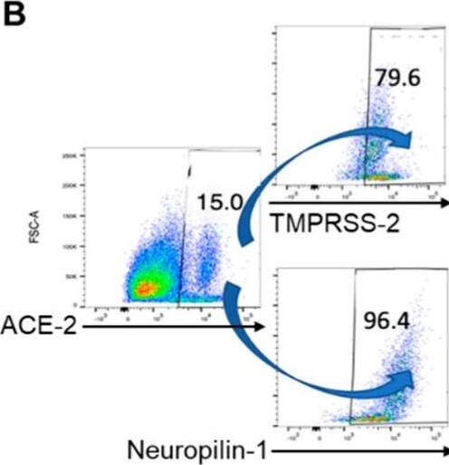 (A) Expression of ACE-2, TMPRSS2, and Neuropilin-1 expression on Astrocytes; ACE-2 and Neuropilin-1 on Perocytes and ACE-2, TMPRSS2, and Neuropilin-1 on Vero cells; (B) TMPRSS-2 and Neuropilin-1 co-expressing cells in ACE-2 positive astrocytes; (C) Neuropilin-1 co-expressing cells in ACE-2 positive pericytes and (D) TMPRSS-2 co-expressing cells in ACE-2 positive Vero cells. Image collected and cropped by CiteAb from the following open publication (//pubmed.ncbi.nlm.nih.gov/37239978), licensed under a CC-BY license. Not internally tested by R&D Systems.