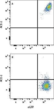 A) HEK293 cells transfected with Human ACE-2 and eGFP or (B) irrelevant eGFP HEK293 transfectants were stained with Goat Anti-Human ACE‑2 Alexa Fluor® 750‑conjugated Antigen Affinity-purified Polyclonal Antibody (Catalog # FAB933S).  View our protocol for Staining Membrane-associated Proteins. 