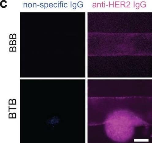 Antibody permeability and accumulation dynamics within an in vitro metastatic blood-tumor barrier model. a Representative images of antibody permeability with and without cancer cells. Images are at 30 min after perfusion with non-specific or anti-HER2 IgG in BBB and BTB microvessels. iBMECs (red), non-specific IgG (blue), anti-HER2 IgG (magenta), JIMT-1-BR (green). b Quantification of focal leaks between BBB and BTB microvessels over time (n = 4–5 independent microvessels per condition). c Representative images of antibody accumulation within the BBB and BTB at day 4. Images are normalized to day 2 fluorescence. d Quantification of antibody accumulation across BBB endothelium, BTB endothelium, and cancer spheroids (n = 4 independent microvessels per condition). Data are presented as mean ± SD. *p < 0.05. See also Additional file 1: Fig. S2 Image collected and cropped by CiteAb from the following open publication (//pubmed.ncbi.nlm.nih.gov/37924145), licensed under a CC-BY license. Not internally tested by R&D Systems.