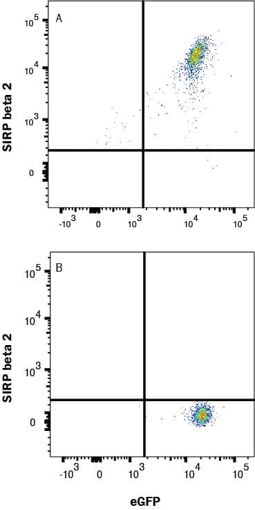 HEK293 human embryonic kidney cells transfected with (A) hSIRP beta 2 or (B) irrelevant protein, and eGFP were stained with Mouse Anti-Human SIRP beta 2 Alexa Fluor® 647-conjugated Monoclonal Antibody (Catalog # FAB99981R).  View our protocol for Staining Membrane-associated Proteins