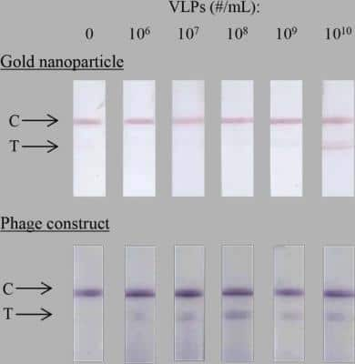 Lateral Flow Assay: fd/M13 bacteriophage Antibody [NB100-1633] - Norwalk VLPs in 100 uL are detected using anti-Norwalk antibodies in the test line (T); gold nanoparticle (top row) and antibody-phage construct followed by HRP/anti-M13 conjugate (bottom row). Control line (C) consists of anti-mouse antibodies for the gold nanoparticle LFA and anti-M13 antibodies for the phage LFA. Nitrocellulose FF80HP was used as test membrane, Fusion 5 as sample pad and CF5 as absorbent pad. All images were equally gamma-corrected (gamma-correction factor = 0.45) to compensate for contrast lost in the overexposed, scanned images and better represent the naked-eye appearance of the raw strips. Image collected and cropped by CiteAb from the following publication (dx.plos.org/10.1371/journal.pone.0126571), licensed under a CC-BY license.