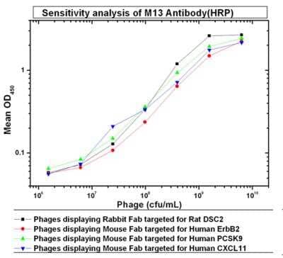 ELISA: fd/M13 bacteriophage Antibody (MM05) [NBP3-05788] - Coating: Coat corresponding Protein (20 ug/mL in pH 9.6 carbonate buffer) in NUNC plateSample: Add the indicated amounts of M13 Bacteriophages displaying Rabbit/Mouse Fab targeted for different proteins;Primary Antibody: M13 Antibody, 0.365 ug/mLSecondary Antibody: anti-mouse F(ab)2 Antibody/HRP