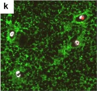 Neurovascular unit component expression in leaked versus non-leaked vessels along the spinal cord axis. Immunohistochemical labelling of neurovascular unit markers in ALS spinal cord (a–l); tight junctions claudin-5 (a, g) and ZO-1 (b, h), efflux pump P-glycoprotein (c, i), basement membrane marker collagen IV (d, j), and astrocyte markers aquaporin 4 (e, k) and GFAP (f, l), in spinal cord vessels with or without hemoglobin leakage. Scale bar = 50 µm. Automated quantification of average intensity staining of neurovascular unit markers was carried out in all ALS cases (n = 13) or in a subset of ALS cases with high hemoglobin leakage (n = 5) in leaked and non-leaked areas of the white and gray matter of the spinal cord (m–r). Composite of original images showing anti-hemoglobin immunoreactivity (red) and lectin-positive vessels (green) (m) and overlays of hemoglobin leakage analysis output (white, partly transparent) over anti-hemoglobin (red) (n). Segmentation of vessels inside (magenta) or outside (white) areas of hemoglobin leakage in the white matter (o) or gray matter (p). Dashed lines show boundaries. Scale bar = 1 mm. Perivascular astrocyte endfeet staining (green) around lectin-positive vessels (white) in (q) was isolated using an automated mask of the glia limitans (r). Scale bar = 50 µm. The average intensities of marker staining were measured in leaked and non-leaked vessels of the gray and white matter (s–x). Data shown as mean ± SD (n = 5 or 13) with statistical significance determined with a two-way repeated-measures ANOVA with Sidak’s post-test. ns = not significant Image collected and cropped by CiteAb from the following open publication (//pubmed.ncbi.nlm.nih.gov/34446086), licensed under a CC-BY license. Not internally tested by R&D Systems.