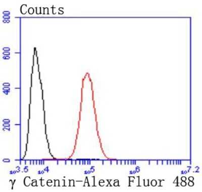 Flow Cytometry: gamma Catenin Antibody (JF0973) [NBP2-66858] - Analysis of Hela cells with gamma Catenin antibody at 1/50 dilution (red) compared with an unlabelled control (cells without incubation with primary antibody; black). Alexa Fluor 488-conjugated goat anti rabbit IgG was used as the secondary antibody
