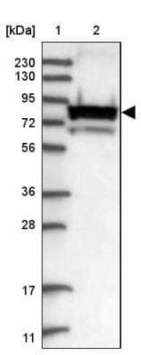 Western Blot: gamma Catenin Antibody [NBP2-33965] - Lane 1: Marker  [kDa] 230, 130, 95, 72, 56, 36, 28, 17, 11.  Lane 2: Human cell line RT-230