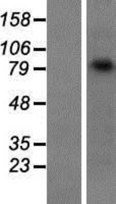 Western Blot: gamma Catenin Overexpression Lysate (Adult Normal) [NBP2-11266] Left-Empty vector transfected control cell lysate (HEK293 cell lysate); Right -Over-expression Lysate for gamma Catenin.