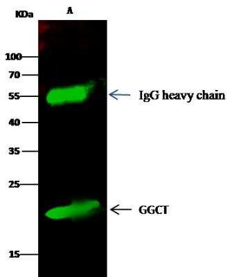 Immunoprecipitation: gamma-Glutamylcyclotransferase/CRF21/GGCT Antibody [NBP3-12540] - Lane A:0.5 mg 293T Whole Cell Lysate2 uL anti-GGCT rabbit polyclonal antibody and 15 ul of 50 % Protein G agarose.Primary antibody:Anti-GGCT rabbit polyclonal antibody,at 1:100 dilution Secondary antibody:Dylight 800-labeled antibody to rabbit IgG (H+L), at 1:5000 dilution Developed using the odssey technique.Performed under reducing conditions.Predicted band size: 21 kDaObserved band size: 21 kDa