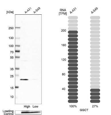 Western Blot: gamma-Glutamylcyclotransferase/CRF21/GGCT Antibody [NBP1-86728] - Analysis in human cell line A-431 and human cell line A-549.