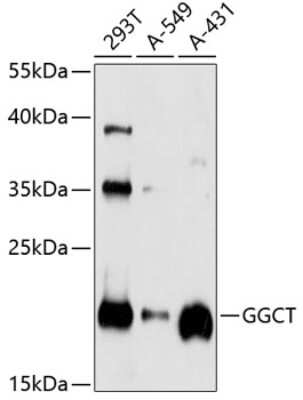 Western Blot: gamma-Glutamylcyclotransferase/CRF21/GGCT Antibody [NBP2-93353] - Analysis of extracts of various cell lines, using gamma-Glutamylcyclotransferase/CRF21/GGCT at 1:1000 dilution.Secondary antibody: HRP Goat Anti-Rabbit IgG (H+L) at 1:10000 dilution.Lysates/proteins: 25ug per lane.Blocking buffer: 3% nonfat dry milk in TBST.Detection: ECL Basic Kit .Exposure time: 90s.