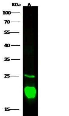 Western Blot: gamma-Glutamylcyclotransferase/CRF21/GGCT Antibody [NBP3-12540] - Lane A: 293 Whole Cell LysateLysates/proteins at 30 ug per lane.SecondaryGoat Anti-Rabbit IgG H&L (Dylight800) at 1/10000 dilution.Developed using the Odyssey technique. Performed under reducing conditions.Predicted band size:21 kDaObserved band size:21 kDa(We are unsure as to the identity of these extra bands.)