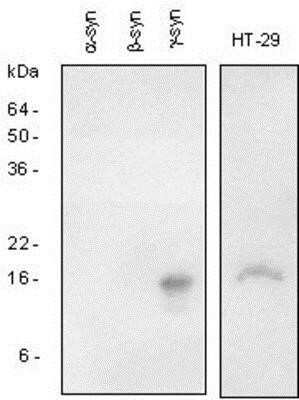 Western Blot: gamma-Synuclein Antibody [NBP1-04361] - The recombinant synuclein family and the extracts of HT-29 (colon adenocarcinoma) cells were resolved by SDS-PAGE, transferred to PVDF membrane and probed with polyclonal anti-human; -synuclein (1:1,000). Proteins were visualized using a goat anti-rabbit secondary antibody conjugated to HRP and the ECL detection system.