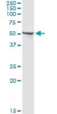 Western Blot: gamma Tubulin Antibody [H00007283-D01P] - Analysis of TUBG1 expression in mouse kidney.