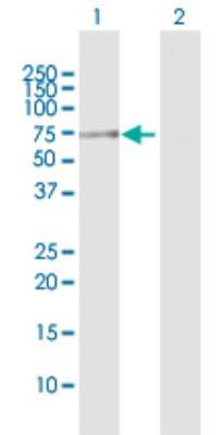 Western Blot: gamma Tubulin Antibody [H00007283-D01P] - Analysis of TUBG1 expression in transfected 293T cell line by TUBG1 polyclonal antibody.Lane 1: TUBG1 transfected lysate(51.20 KDa).Lane 2: Non-transfected lysate.