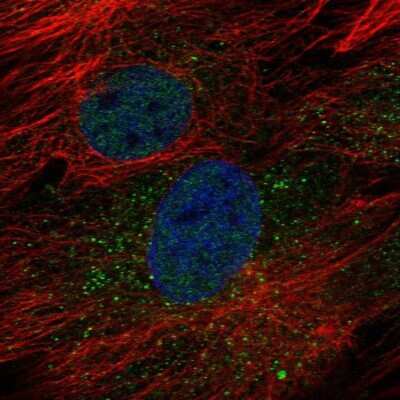 Immunocytochemistry/Immunofluorescence: golgi transport 1 homolog B Antibody [NBP2-58644] - Staining of human cell line BJ shows localization to nucleoplasm & vesicles.