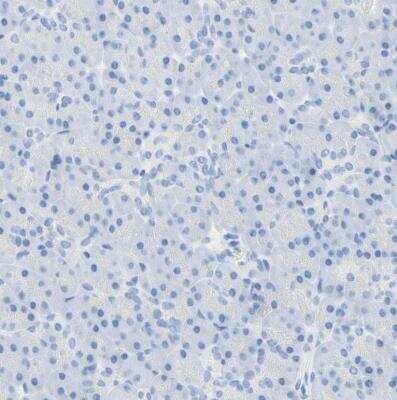 Immunohistochemistry-Paraffin: gp130/CD130 Antibody [NBP1-88138] - Staining of human pancreas shows no positivity in exocrine glandular cells as expected.